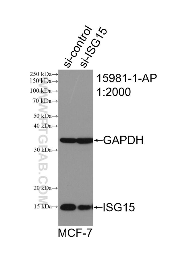 Western Blot (WB) analysis of MCF-7 cells using ISG15 Polyclonal antibody (15981-1-AP)
