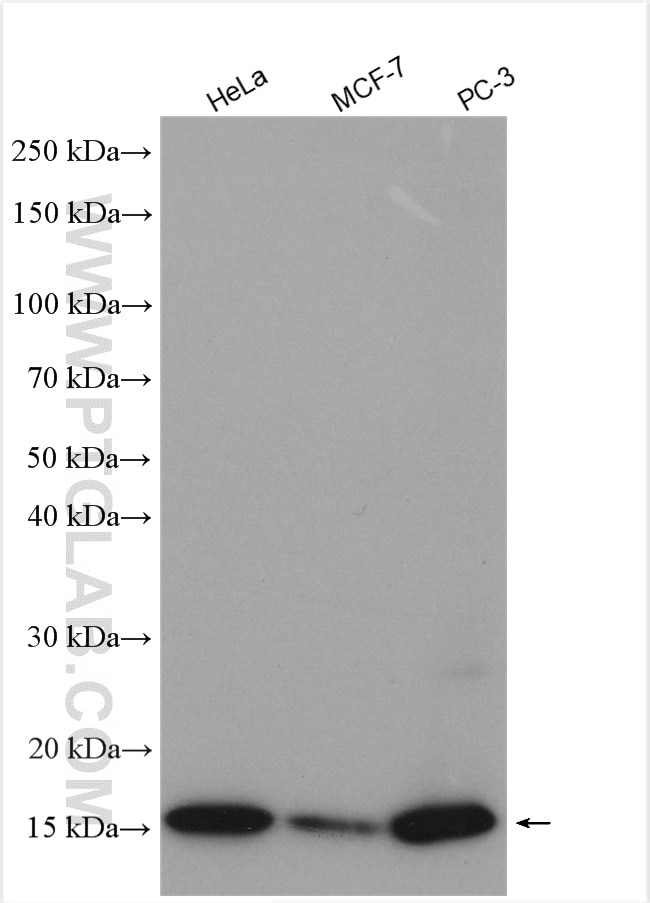 Western Blot (WB) analysis of various lysates using ISG15 Polyclonal antibody (15981-1-AP)