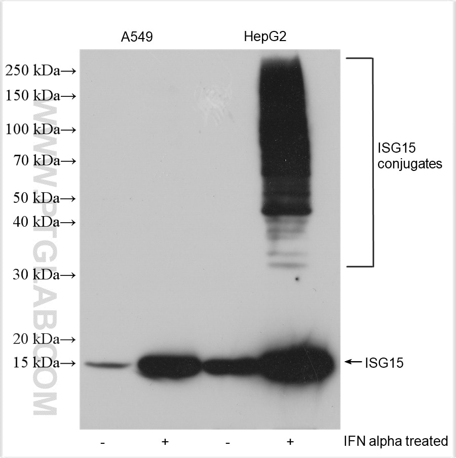 Western Blot (WB) analysis of various lysates using ISG15 Polyclonal antibody (15981-1-AP)