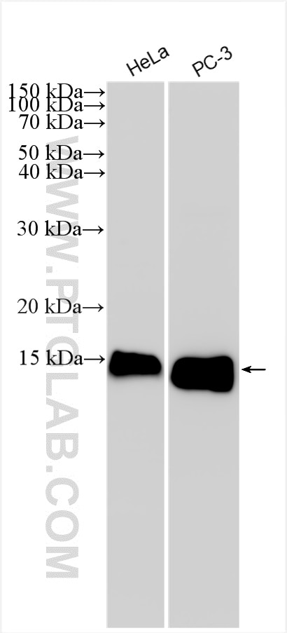 Western Blot (WB) analysis of various lysates using ISG15 Polyclonal antibody (15981-1-AP)