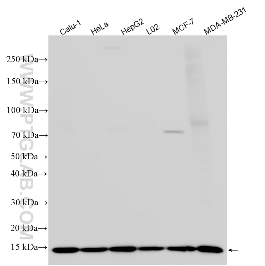 WB analysis using 15981-1-AP Western Blot (WB) analysis of various lysates using ISG15 Polyclonal antibody (15981-1-AP)