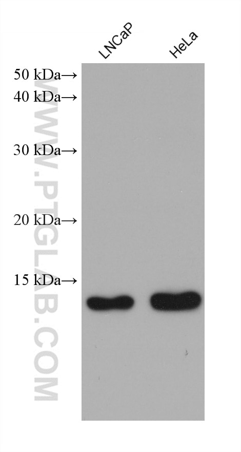 Western Blot (WB) analysis of various lysates using ISG15 Monoclonal antibody (68408-1-Ig)