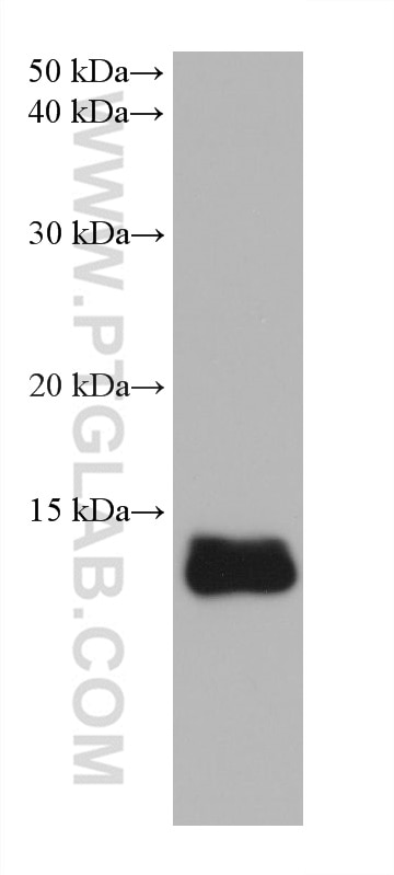 Western Blot (WB) analysis of A431 cells using ISG15 Monoclonal antibody (68408-1-Ig)