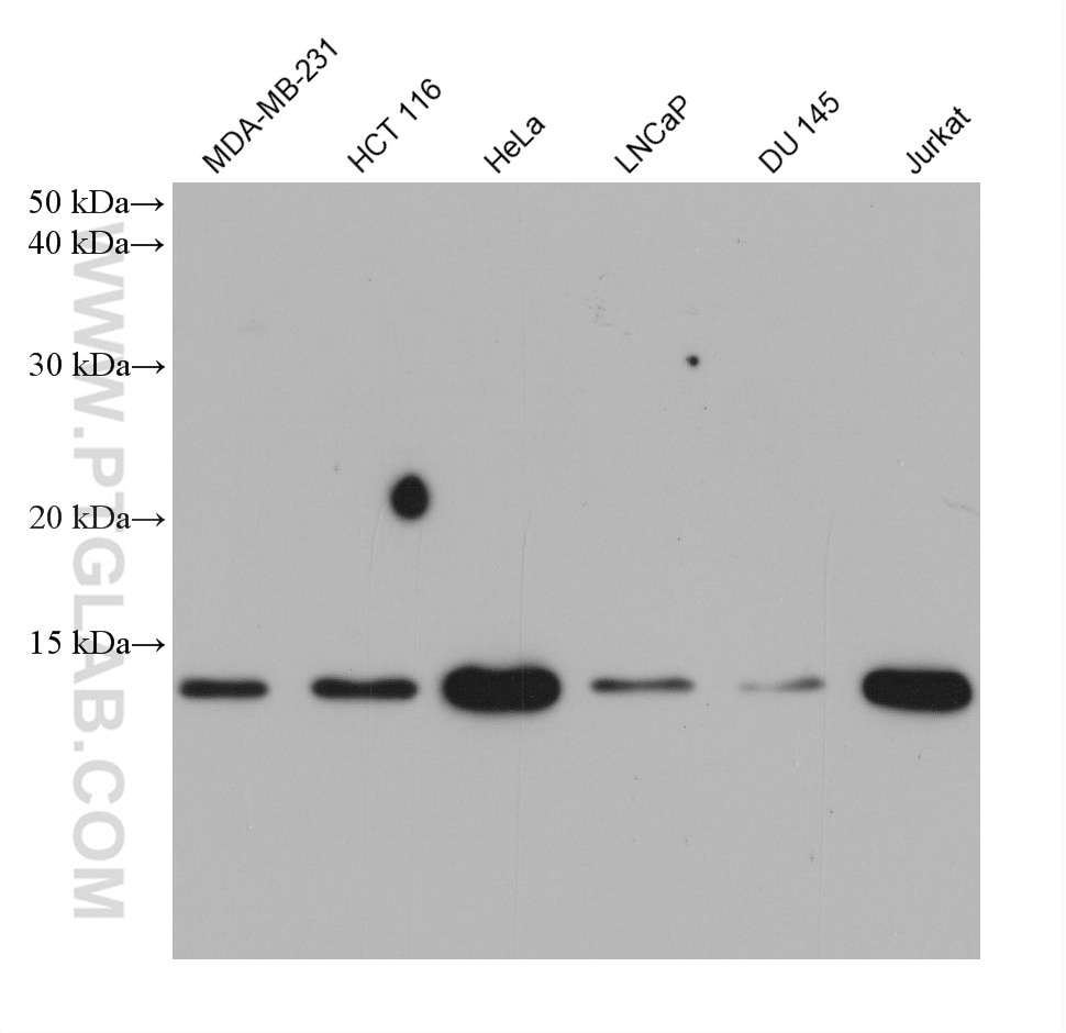 Western Blot (WB) analysis of various lysates using ISG15 Monoclonal antibody (68408-1-Ig)