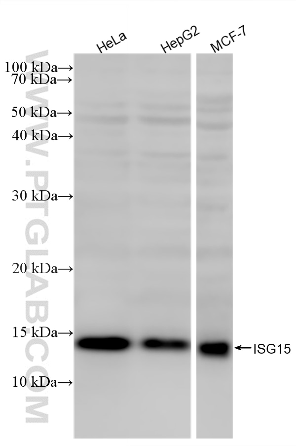 Western Blot (WB) analysis of various lysates using ISG15 Recombinant monoclonal antibody (87799-1-RR)