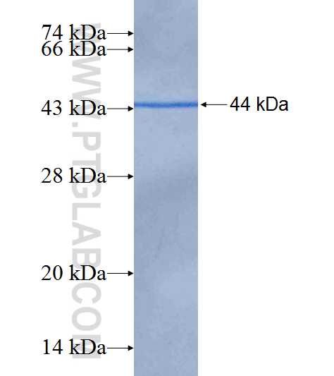 ISG15 fusion protein Ag8782 SDS-PAGE