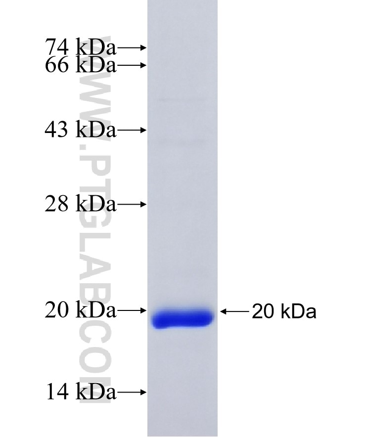 ISG15 fusion protein Ag8953 SDS-PAGE