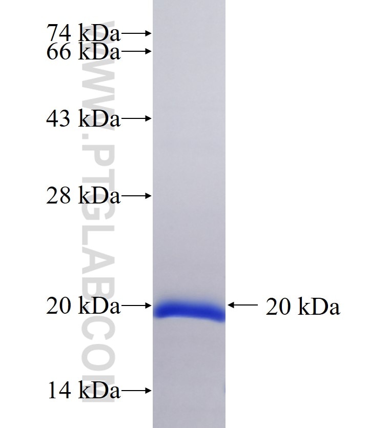 ISG15 fusion protein Ag8953 SDS-PAGE