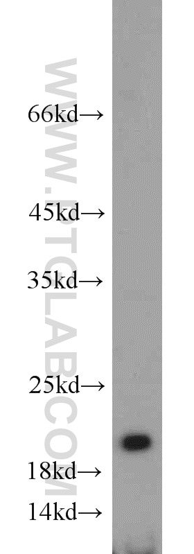 Western Blot (WB) analysis of Raji cells using ISG20 Polyclonal antibody (22097-1-AP)