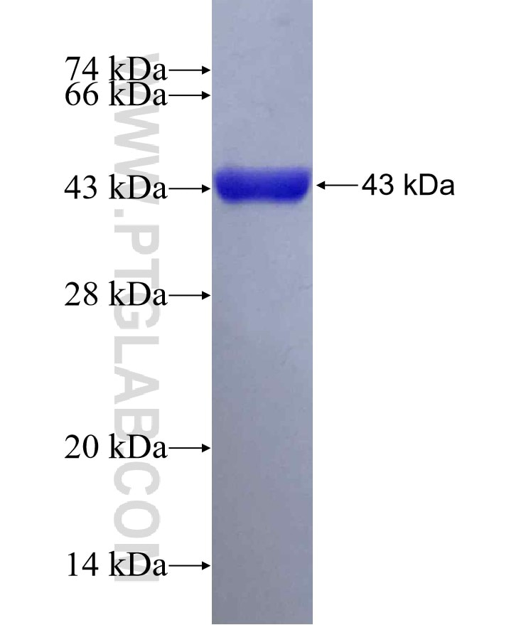 ISG20 fusion protein Ag17303 SDS-PAGE