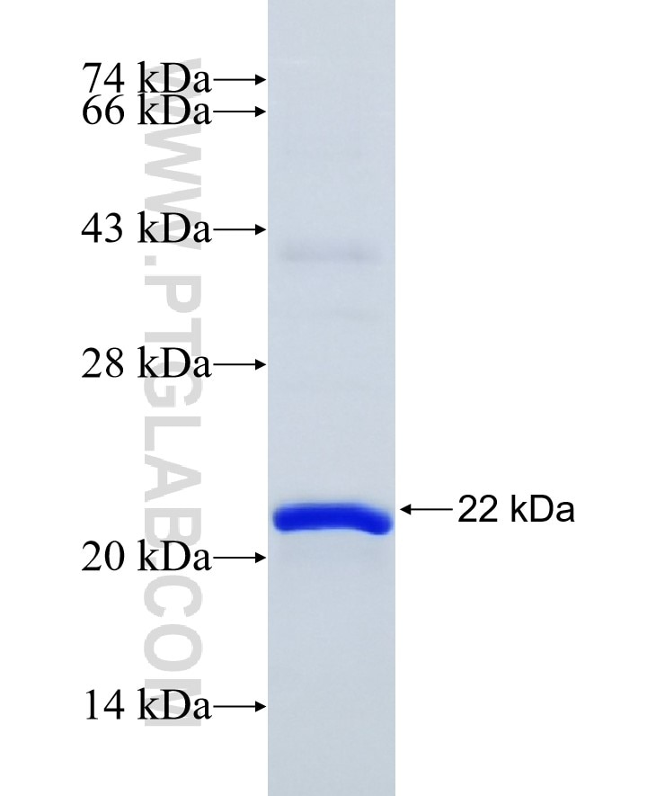 ISG20 fusion protein Ag17454 SDS-PAGE