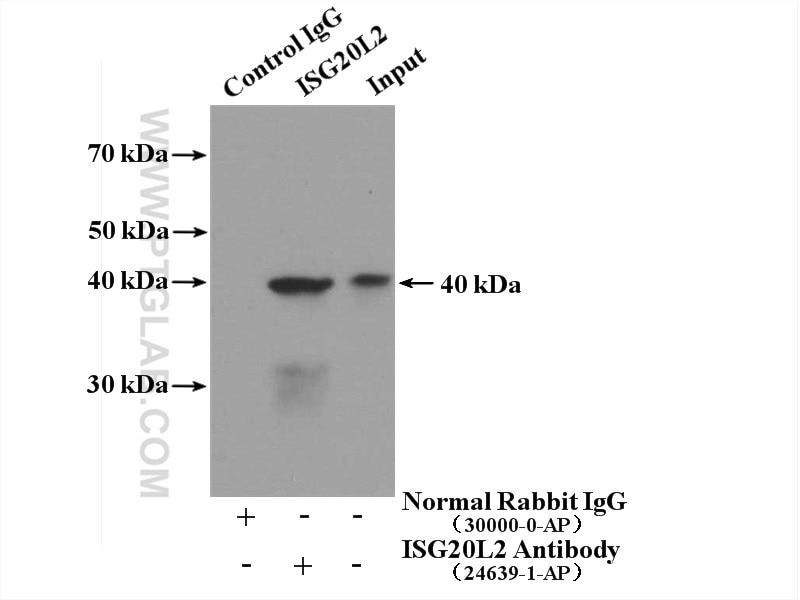 Immunoprecipitation (IP) experiment of HEK-293 cells using ISG20L2 Polyclonal antibody (24639-1-AP)
