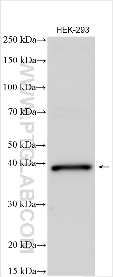 Western Blot (WB) analysis of HEK-293 cells using ISG20L2 Polyclonal antibody (24639-1-AP)