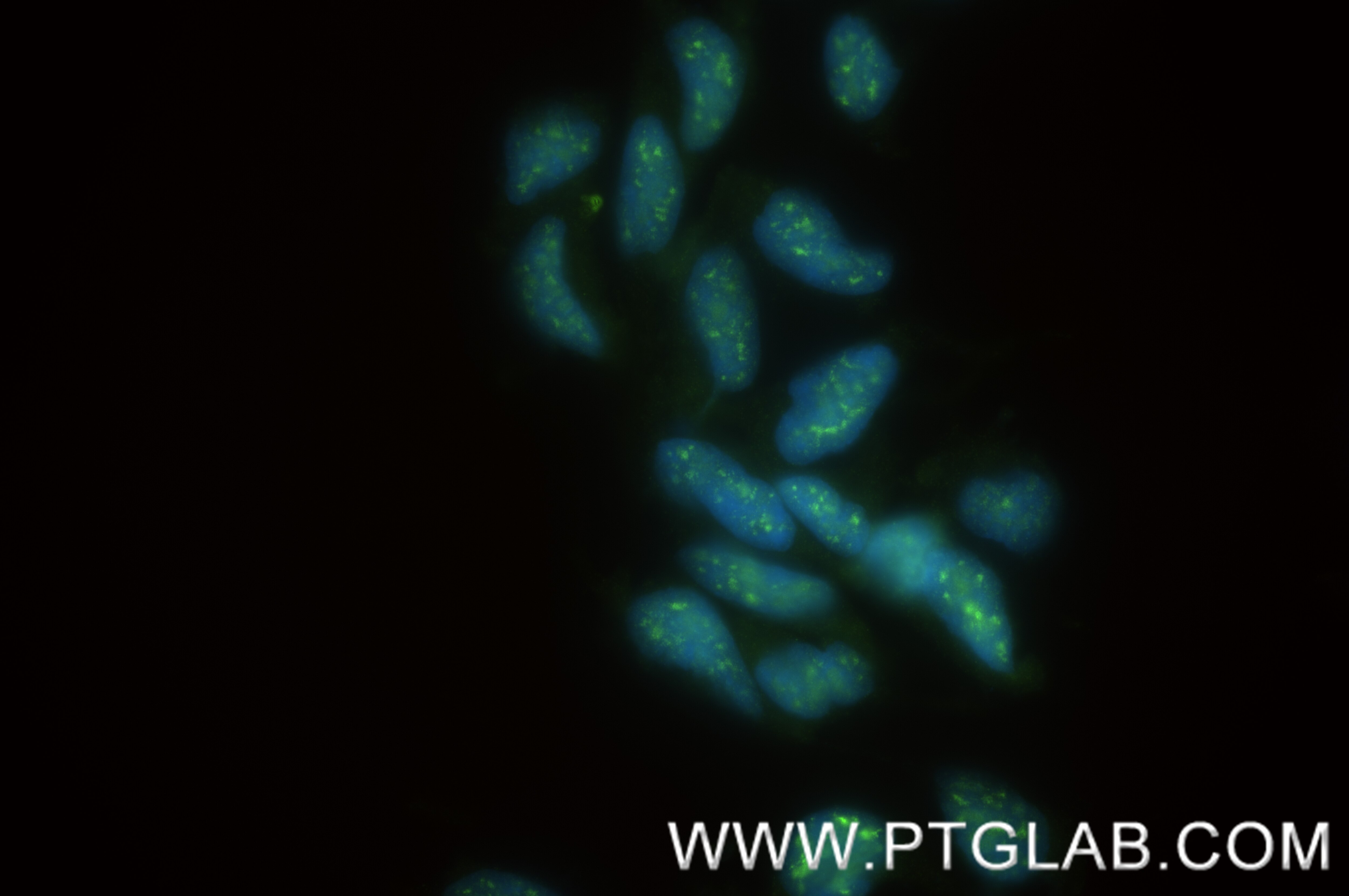 Immunofluorescence (IF) / fluorescent staining of HEK-293 cells using ISG20L2 Recombinant antibody (85992-2-RR)