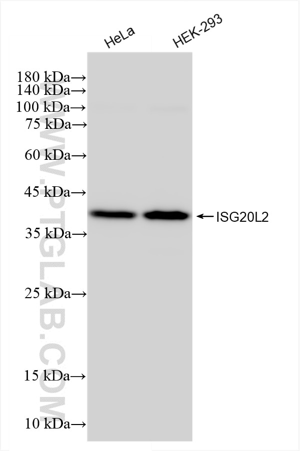 ISG20L2