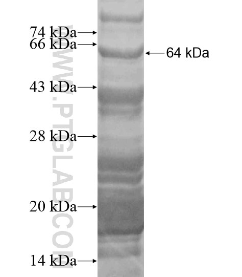 ISG20L2 fusion protein Ag20026 SDS-PAGE