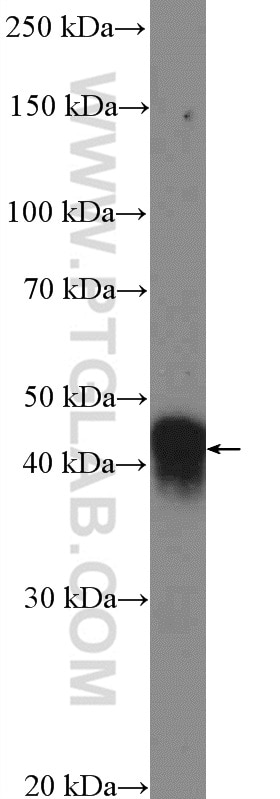 Western Blot (WB) analysis of Neuro-2a cells using ISL2 Polyclonal antibody (18659-1-AP)