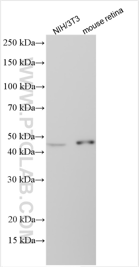 Western Blot (WB) analysis of various lysates using ISLR Polyclonal antibody (24306-1-AP)