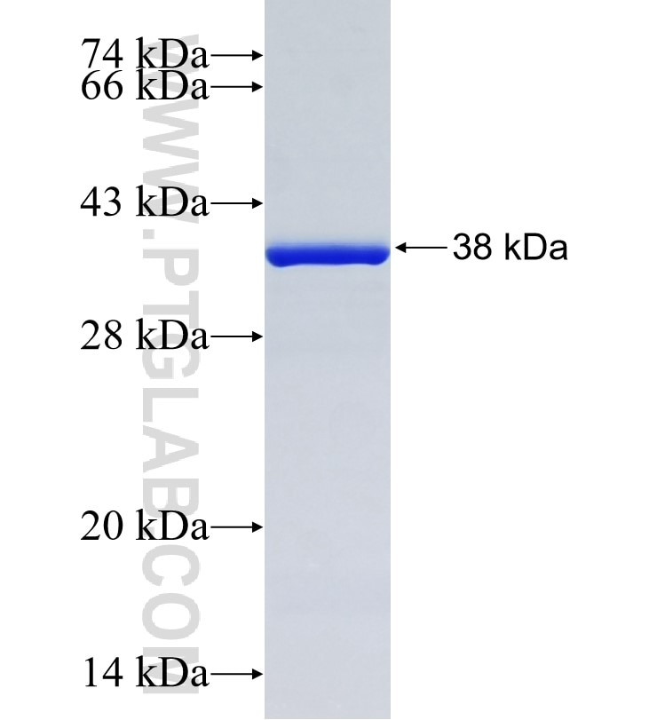 ISLR fusion protein Ag19446 SDS-PAGE