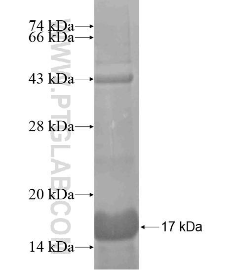ISLR fusion protein Ag19471 SDS-PAGE