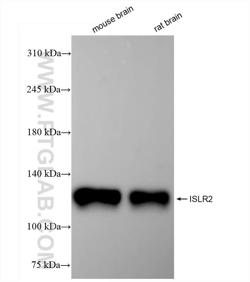 Western Blot (WB) analysis of various lysates using ISLR2 Recombinant monoclonal antibody (84076-1-RR)