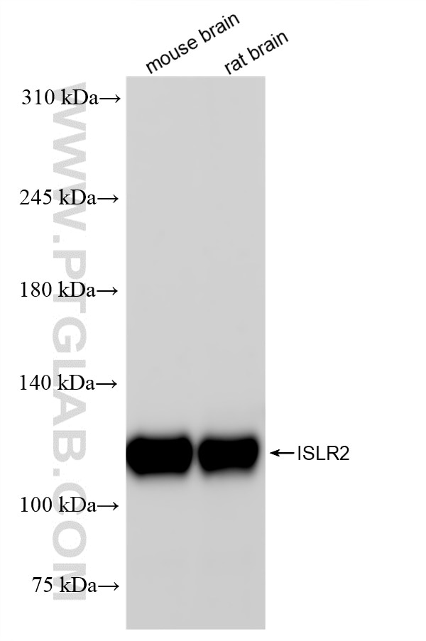 Western Blot (WB) analysis of various lysates using ISLR2 Recombinant antibody (84076-3-RR)