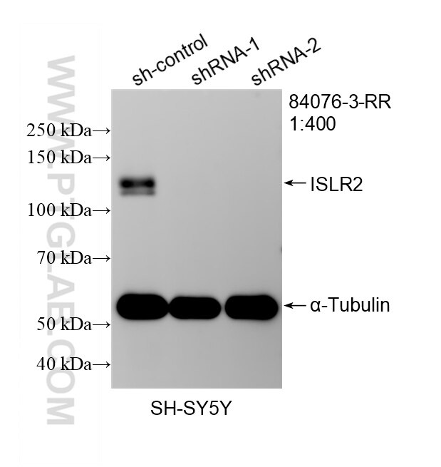 WB analysis of SH-SY5Y using 84076-3-RR Western Blot (WB) analysis of SH-SY5Y cells using ISLR2 Recombinant monoclonal antibody (84076-3-RR)