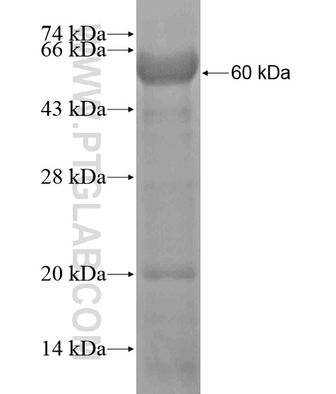 ISLR2 fusion protein Ag20518 SDS-PAGE