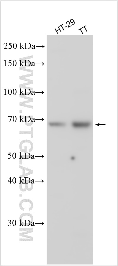 ISM1