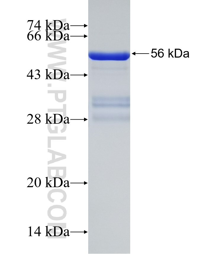 ISM1 fusion protein Ag32761 SDS-PAGE
