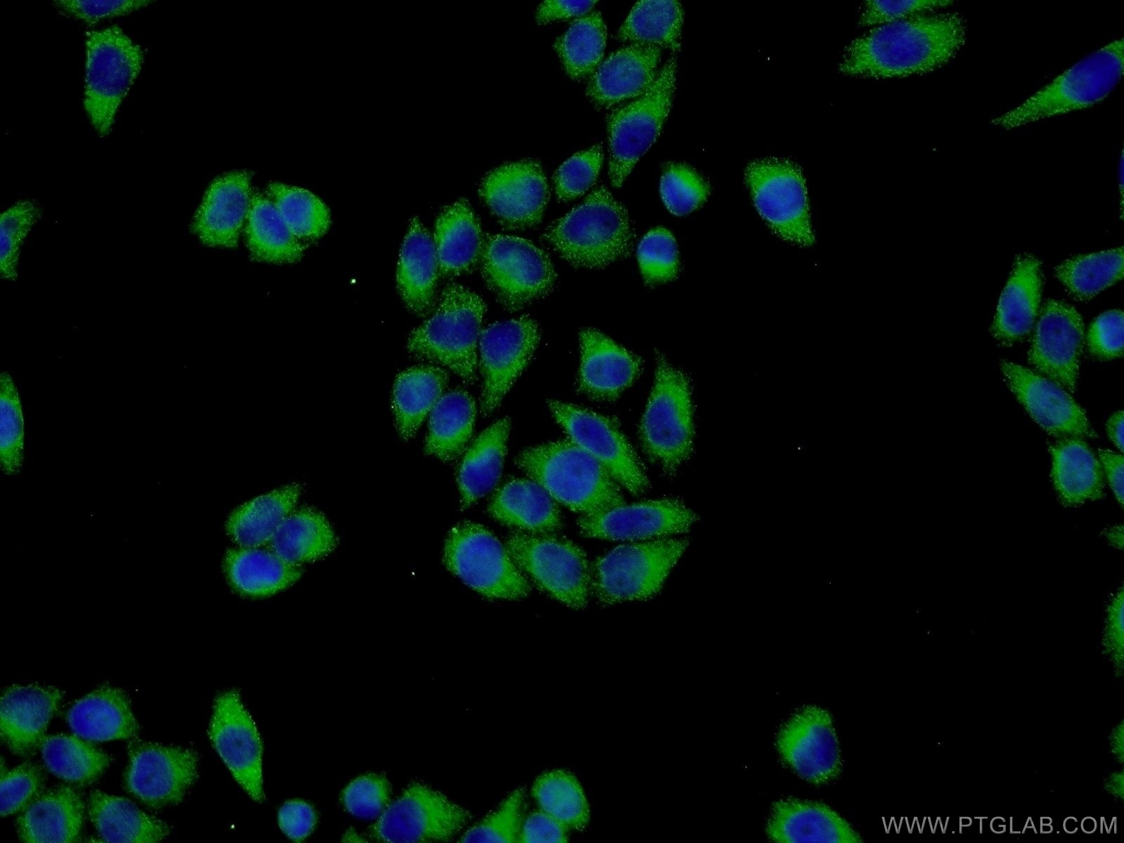 Immunofluorescence (IF) / fluorescent staining of L02 cells using ISM2 Polyclonal antibody (21540-1-AP)