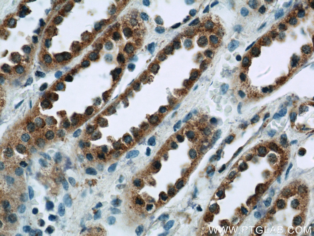 Immunohistochemistry (IHC) staining of human kidney tissue using ISM2 Polyclonal antibody (21540-1-AP)