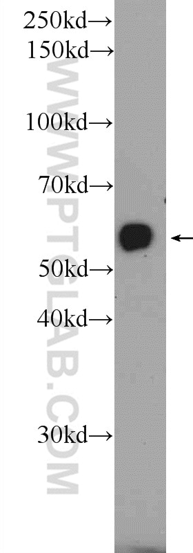 Western Blot (WB) analysis of mouse pancreas tissue using ISM2 Polyclonal antibody (21540-1-AP)