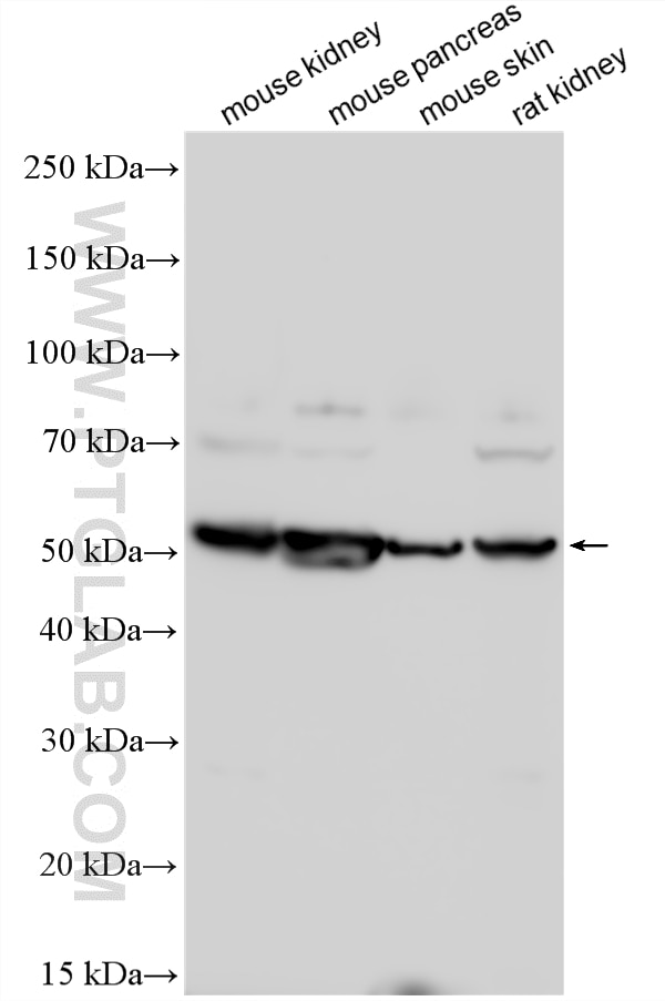 Western Blot (WB) analysis of various lysates using ISM2 Polyclonal antibody (21540-1-AP)