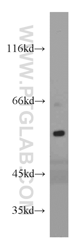 Western Blot (WB) analysis of mouse kidney tissue using ISM2 Polyclonal antibody (21540-1-AP)