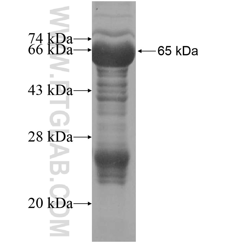 ISM2 fusion protein Ag16187 SDS-PAGE