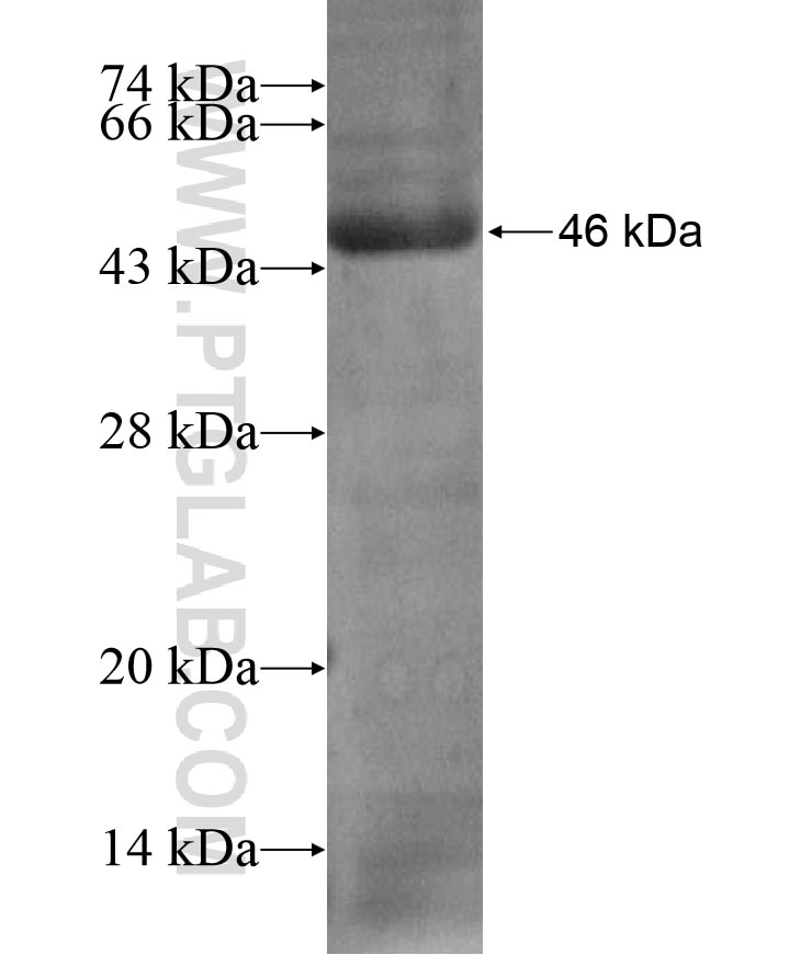 ISM2 fusion protein Ag17390 SDS-PAGE