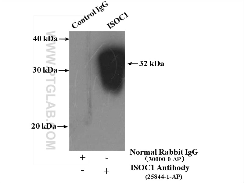 Immunoprecipitation (IP) experiment of mouse liver tissue using ISOC1 Polyclonal antibody (25844-1-AP)