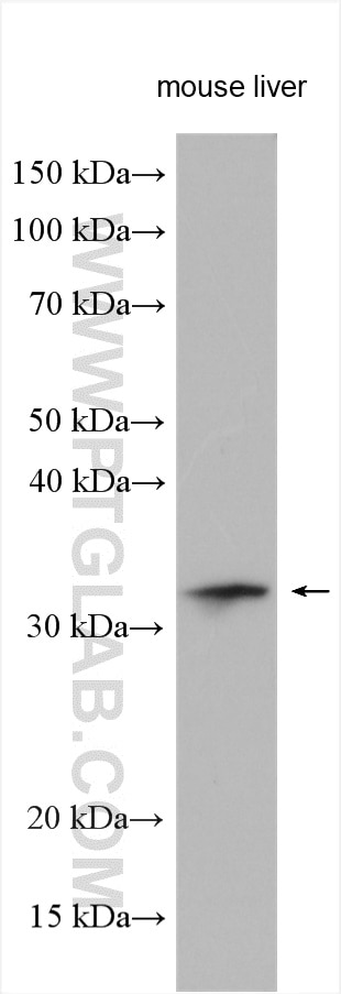 Western Blot (WB) analysis of various lysates using ISOC1 Polyclonal antibody (25844-1-AP)