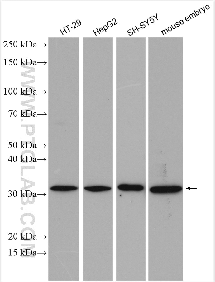 Western Blot (WB) analysis of various lysates using ISOC1 Polyclonal antibody (25844-1-AP)