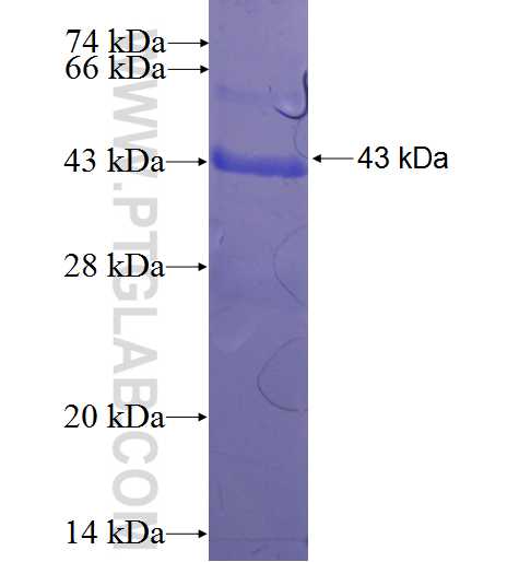 ISOC1 fusion protein Ag22611 SDS-PAGE