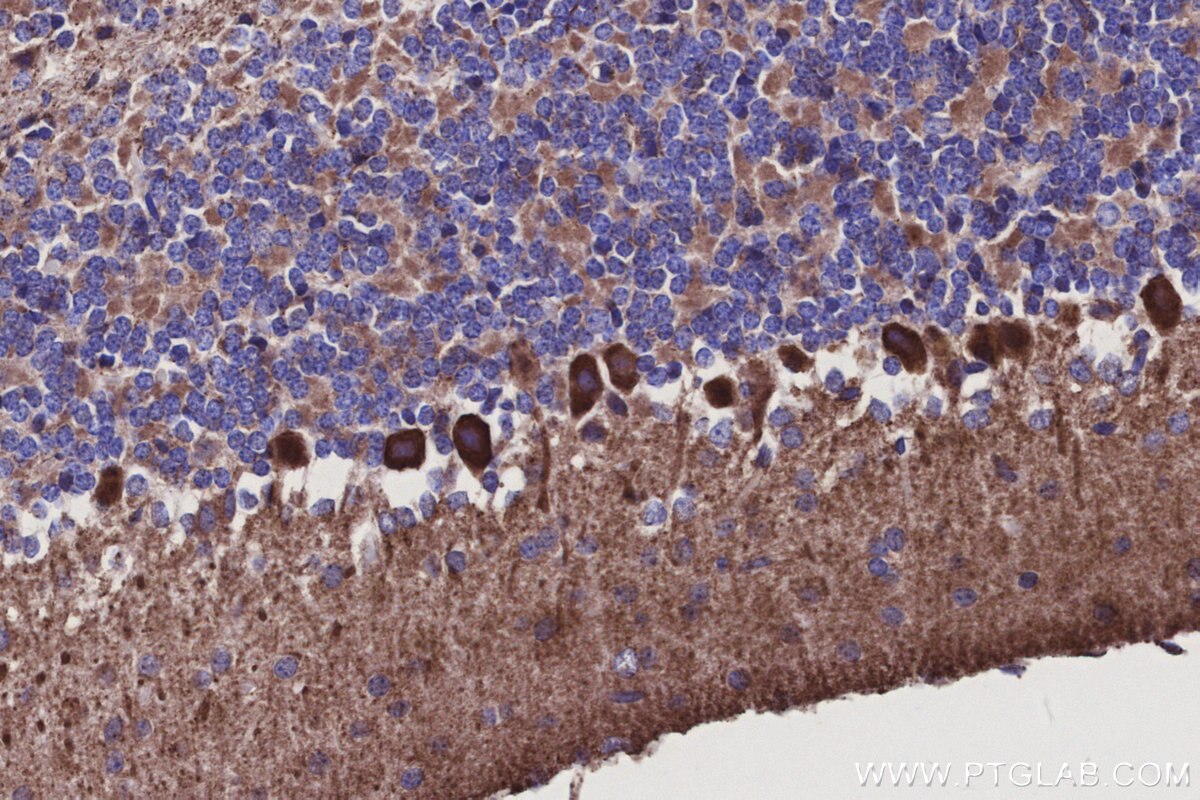 IHC staining of mouse cerebellum using 27082-1-AP Immunohistochemistry (IHC) staining of mouse cerebellum tissue using ISOC2 Polyclonal antibody (27082-1-AP)