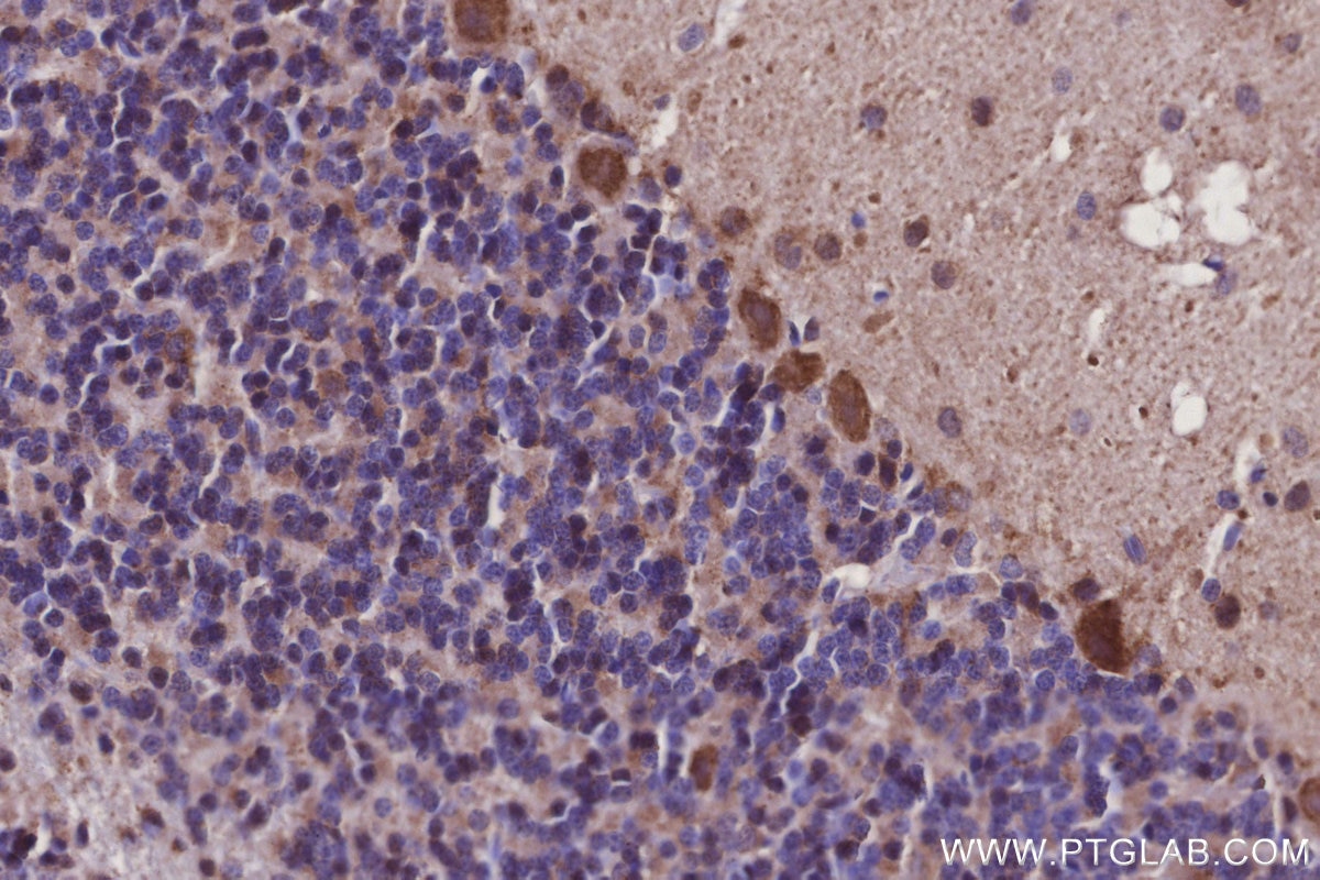 IHC staining of rat cerebellum using 27082-1-AP Immunohistochemistry (IHC) staining of rat cerebellum tissue using ISOC2 Polyclonal antibody (27082-1-AP)