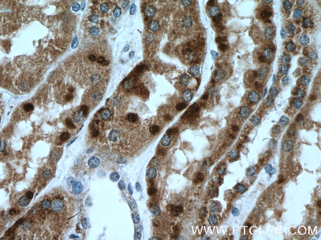 Immunohistochemistry (IHC) staining of human kidney tissue using ISOC2 Polyclonal antibody (27082-1-AP)