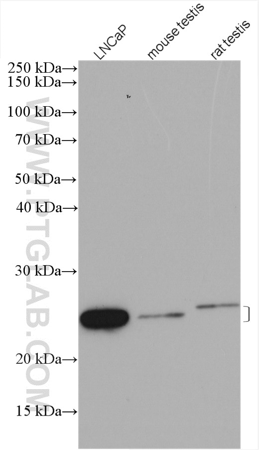 Western Blot (WB) analysis of various lysates using ISOC2 Polyclonal antibody (27082-1-AP)