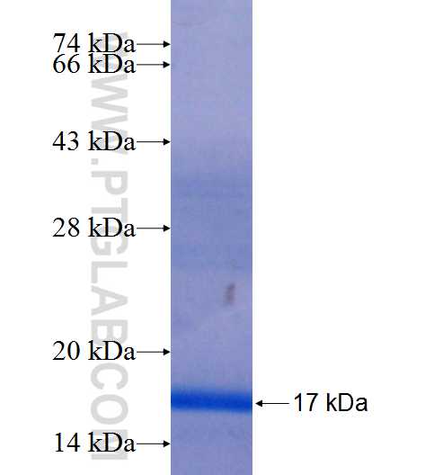 ISOC2 fusion protein Ag23936 SDS-PAGE