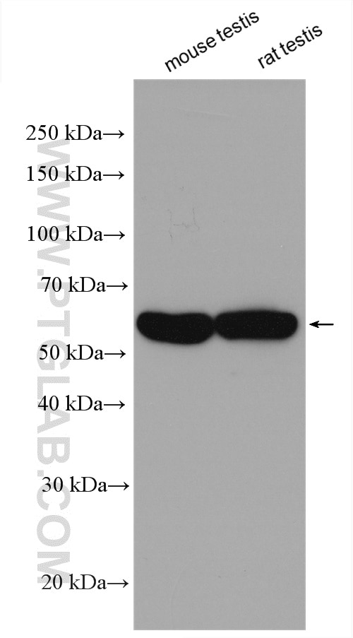 Western Blot (WB) analysis of mouse testis tissue using ISYNA1 Polyclonal antibody (14142-1-AP)
