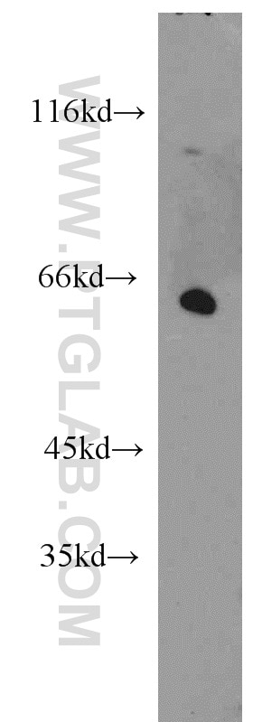 ISYNA1 Polyclonal antibody