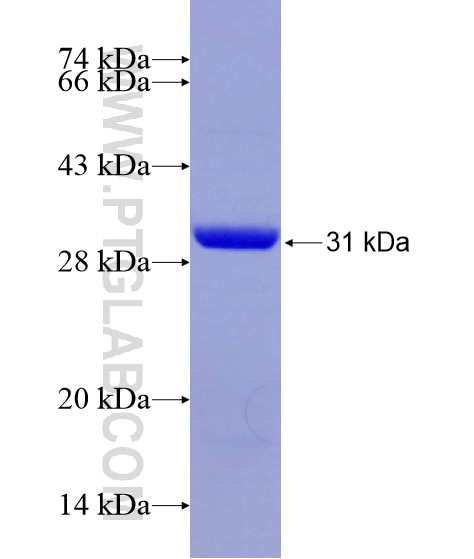 ISYNA1 fusion protein Ag28754 SDS-PAGE