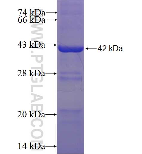 ISYNA1 fusion protein Ag5388 SDS-PAGE
